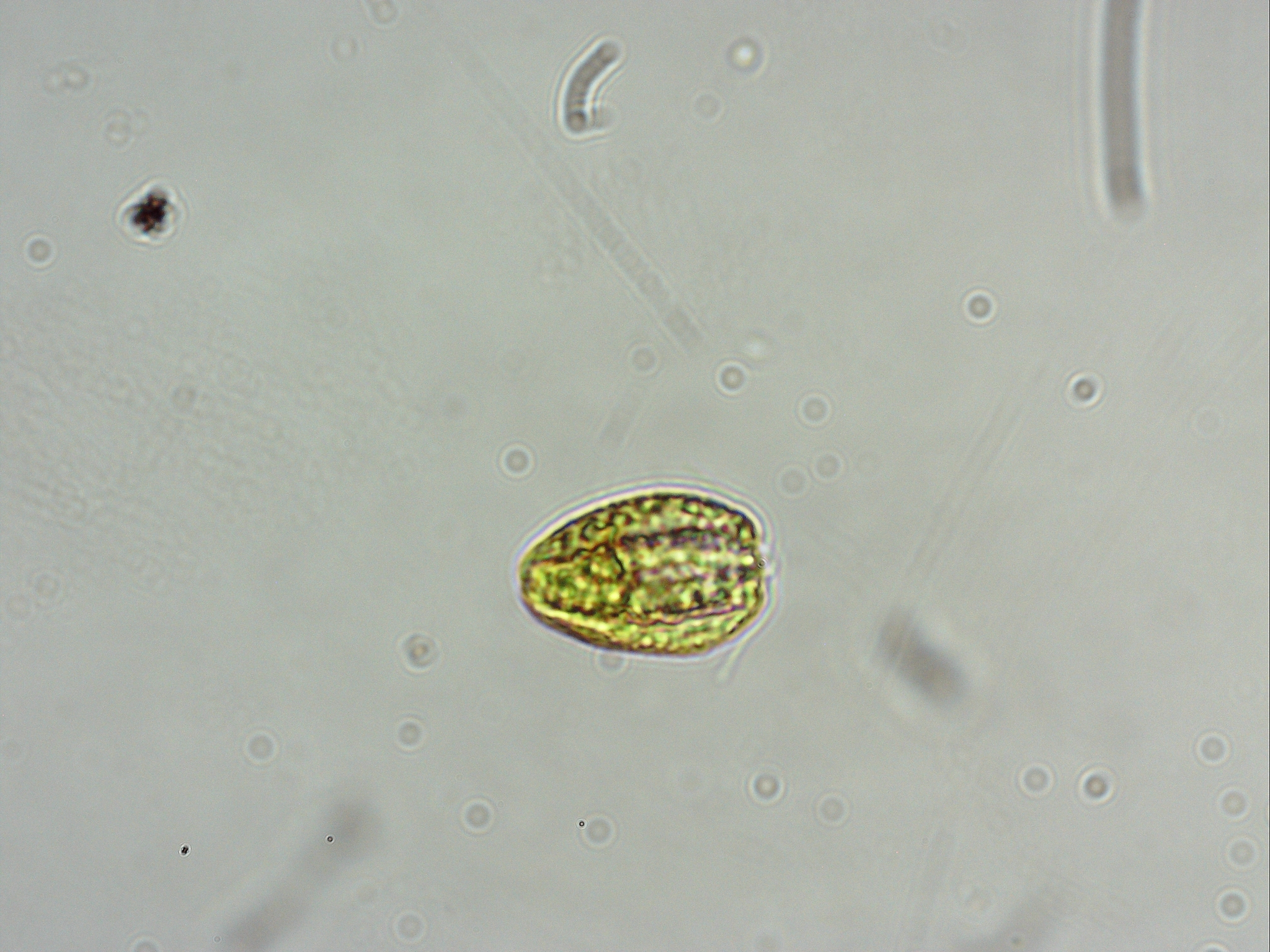 Представитель Семейства Dunaliellaceae